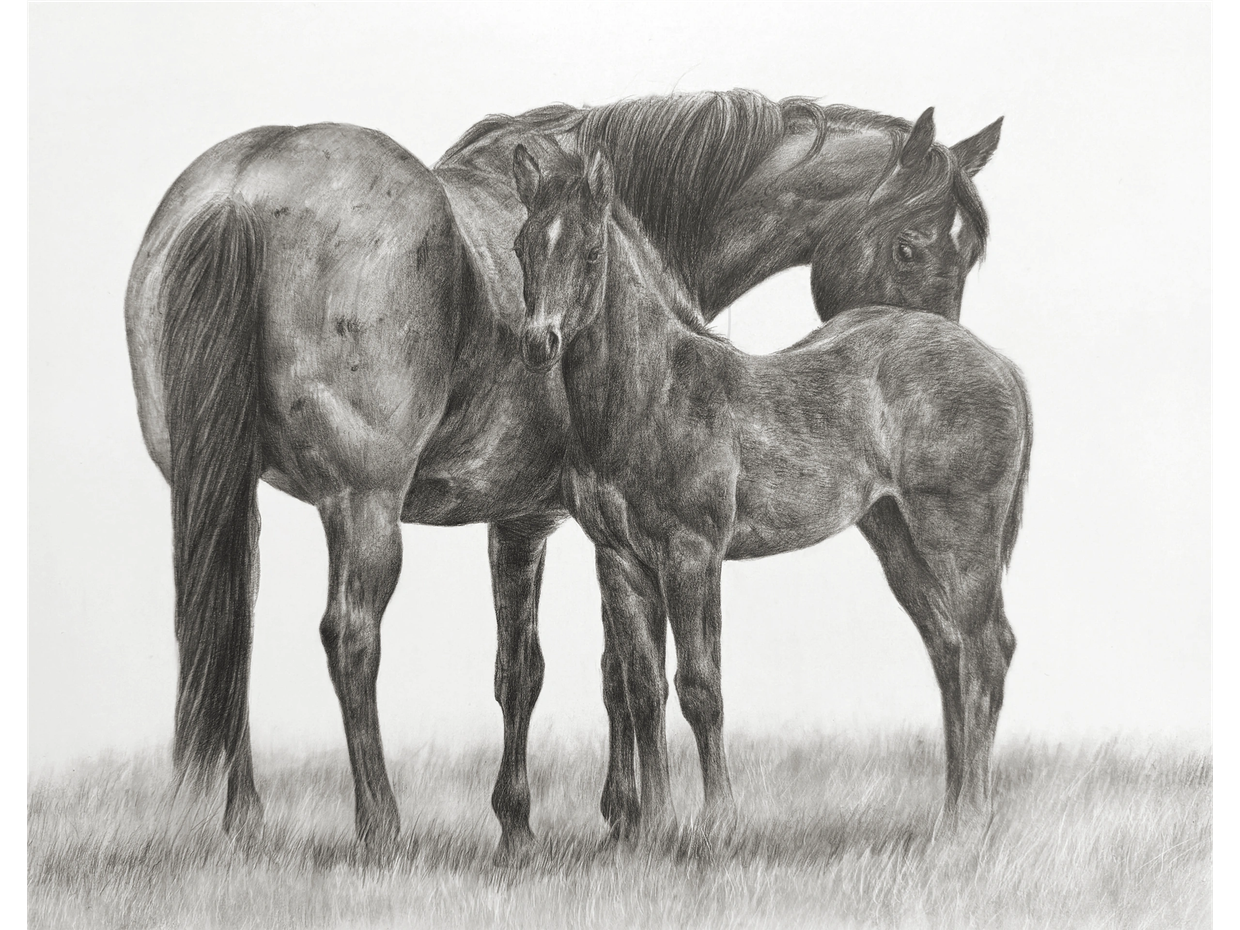 "Connection"
A pencil drawing of a mare and foal in the grass.
