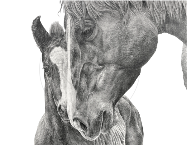 "Heart to Heart"
A pencil drawing of a mare and foal to be included in my 2027 calendar.