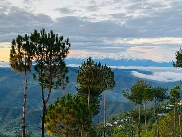 Pine trees with mountains and clouds in the background at sunset.