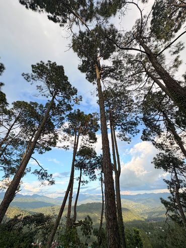 Tall pine trees against a partly cloudy sky with distant mountains.