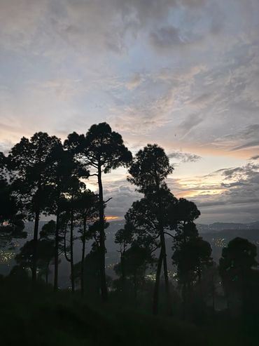Silhouetted pine trees against a twilight sky with distant city lights.