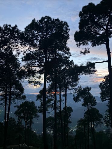 Tall trees silhouetted against a dusky sky with distant city lights.