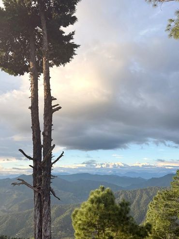 Tall trees overlooking layered green mountains under a cloudy sky.