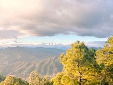 Sunlit pine trees overlooking distant mountain ranges under a cloudy sky.