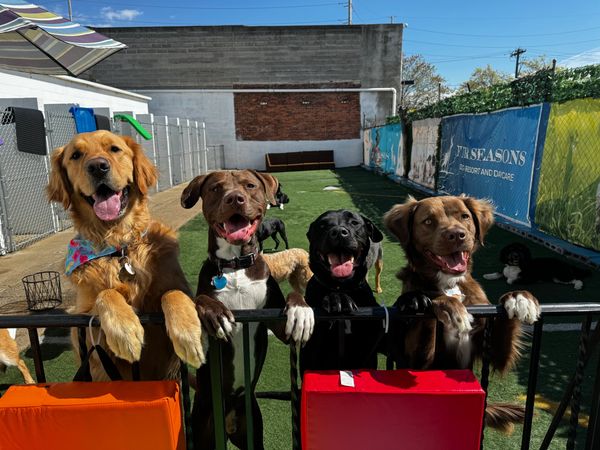 canine daycare
dog hotel jersey city
fur seasons resort
dog daycare
dog daycare with outdoor space