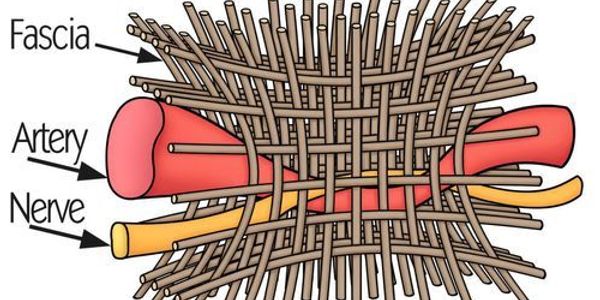 "Visual of nerve and artery compressed by fascia, representing pain, numbness, and poor circulation."