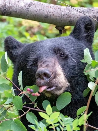 A black bear peeks through green foliage with its tongue sticking out.