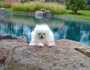 Pomerania Cachorros