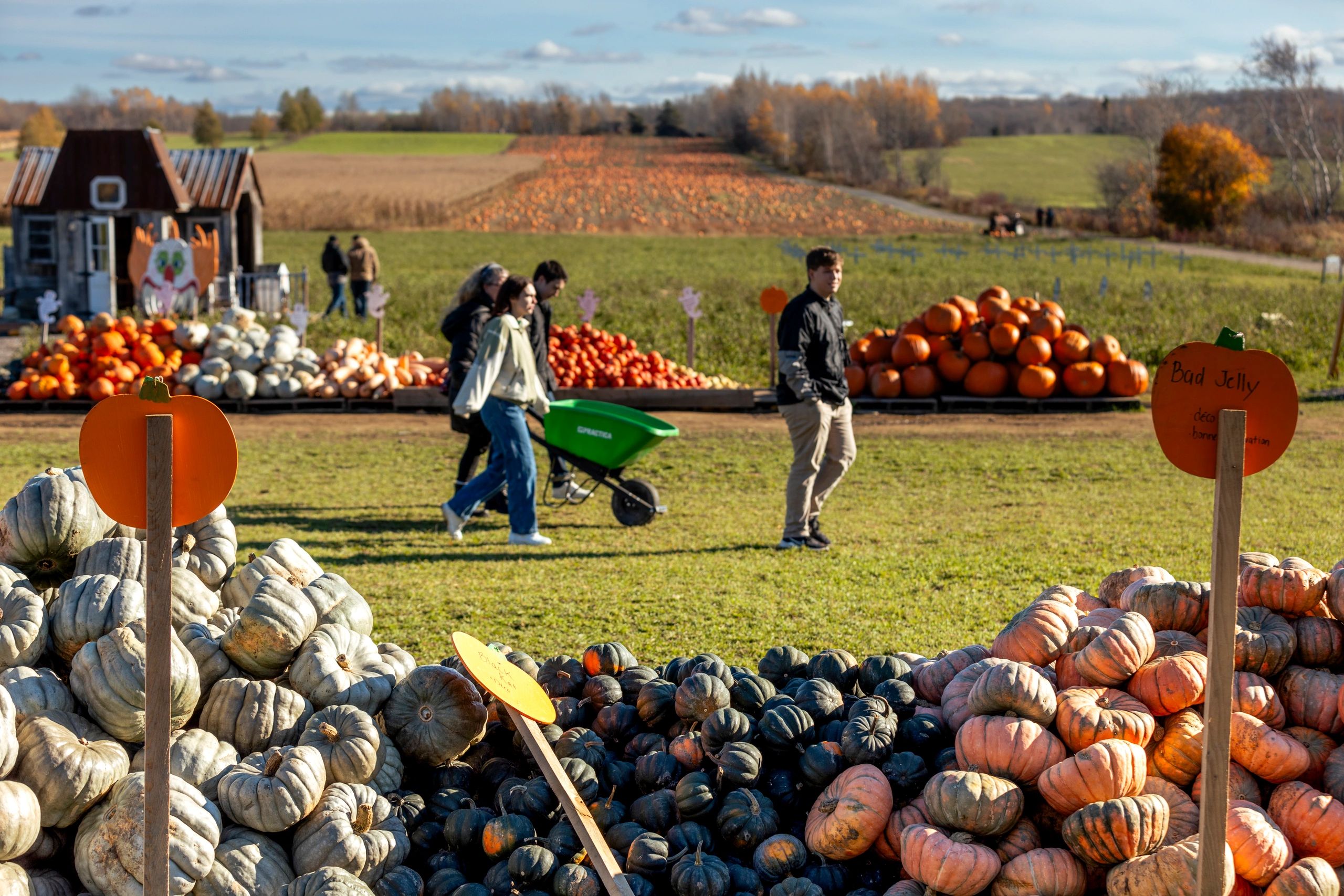 Champ de citrouilles avec des visiteurs et de nombreuses citrouilles colorées.
