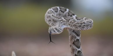 Western Diamondback Rattlesnake (Crotalus atrox)