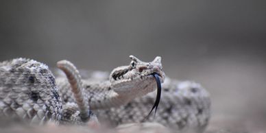 Sidewinder Rattlesnake (Crotalus cerastes)