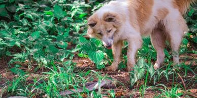 A dog next to a Rattlesnake