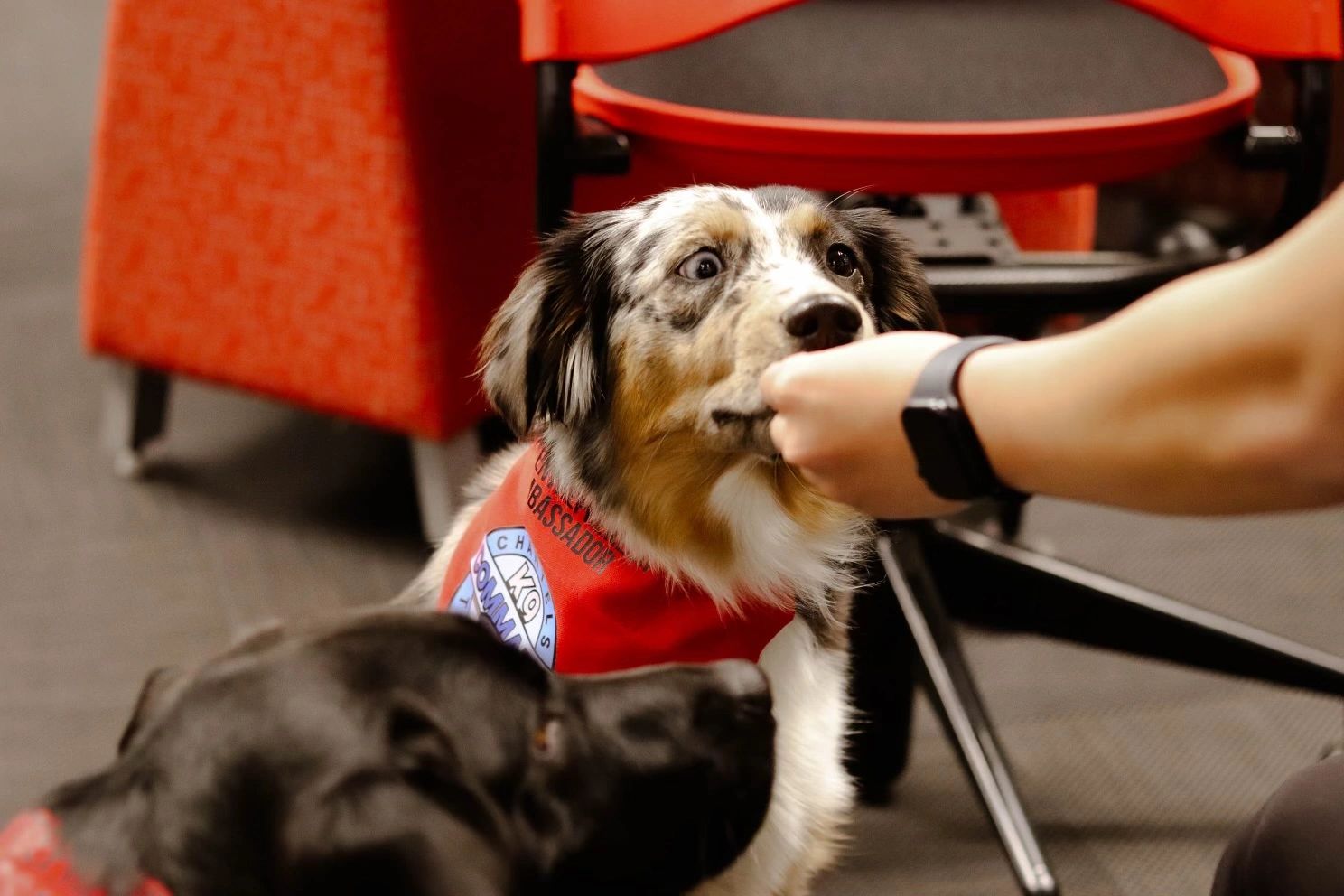 Ckc puppy cheap list