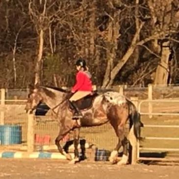 1/2 hour $20
1 hr $30
English, Western
Show coaching and training in all around and gaming events 