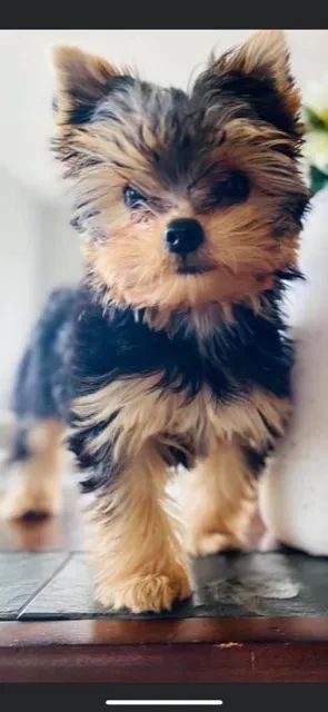 yorkshire terrier puppies wallpaper