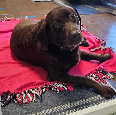 Chocolate Labrador Retriever (labrador puppies)