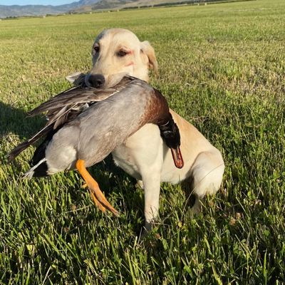 Yellow Labrador Retriever (labrador puppies)