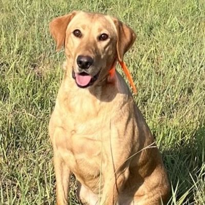 Fox Red Labrador Retriever (labrador puppies)