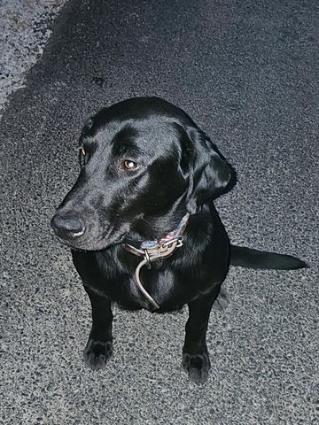 Black Labrador sitting on asphalt, looking to the side.