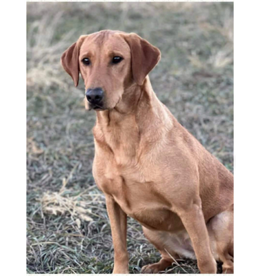 Fox Red Labrador Retriever (labrador puppies)