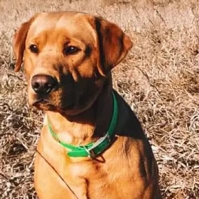 Fox Red Labrador Retriever (labrador puppies)