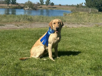 labrador puppies