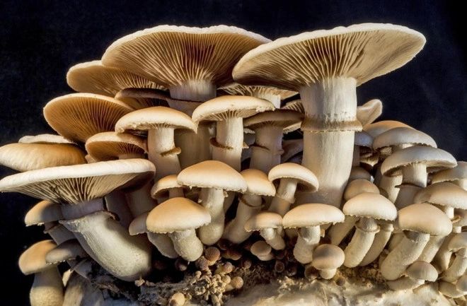Bennett Run Mushroom Farm LLC photo