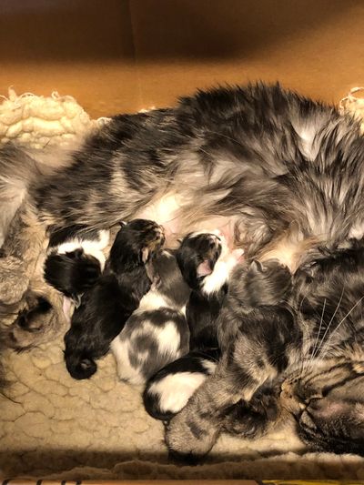 newborn mainecoon kittens