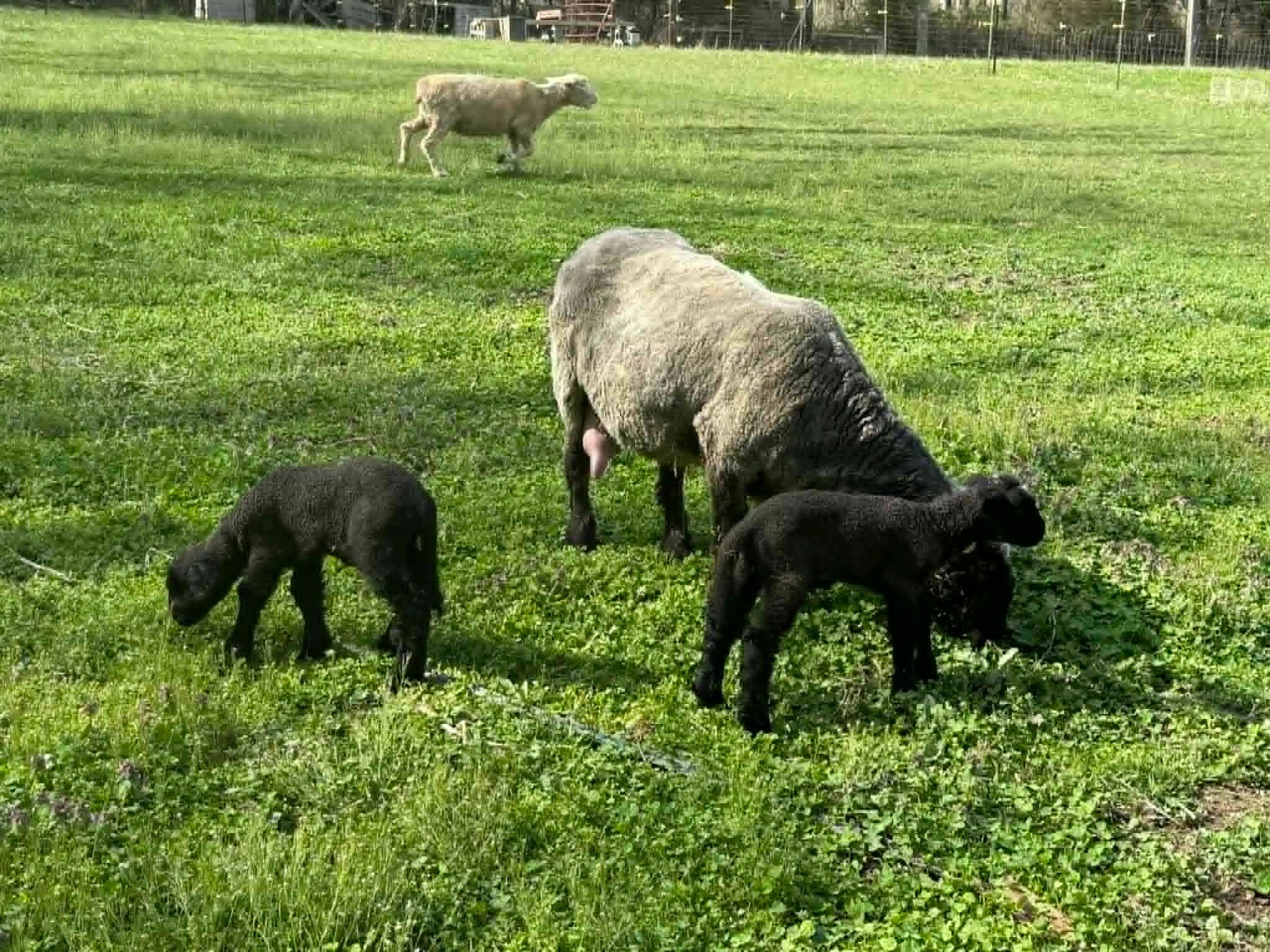 

lush green field with ewe and two back lambs