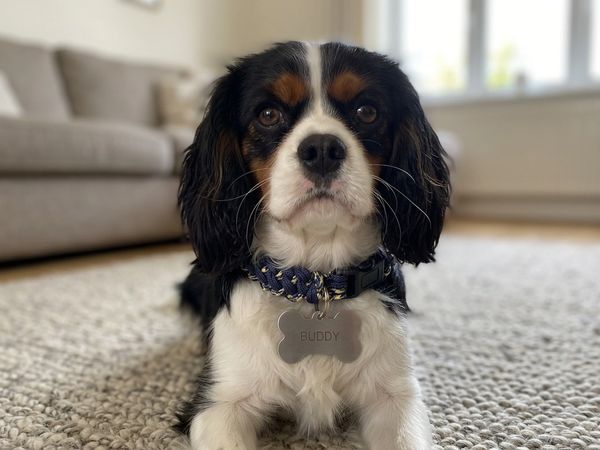 Custom Dog Collar