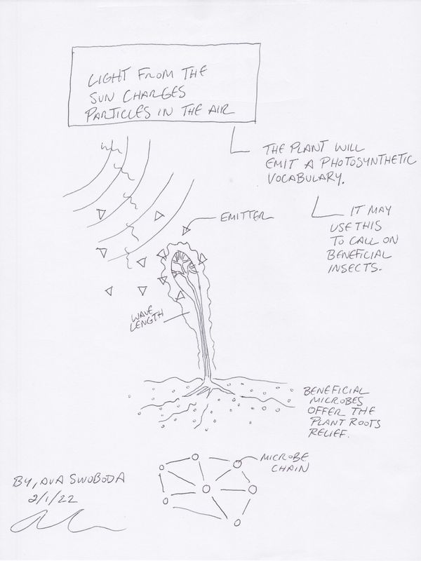 photosynthesis