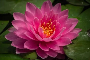The Open Lotus Yoga and Doula Services LLC 