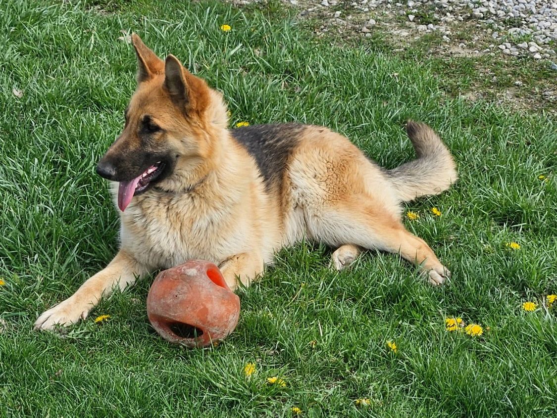 German Shepherd with Ball Ohio