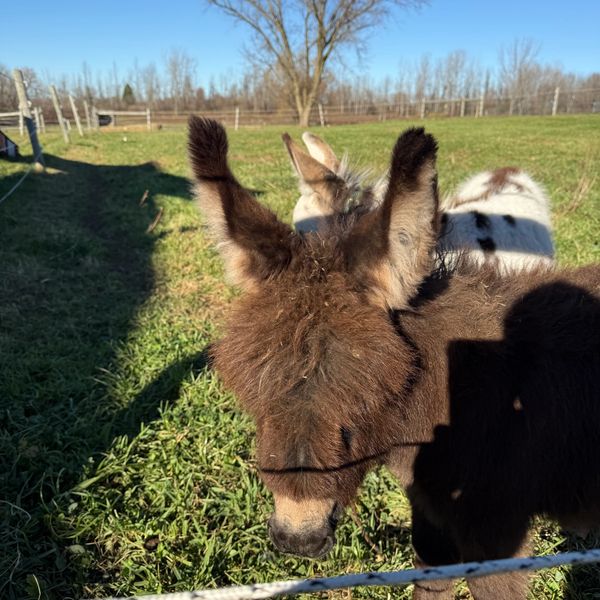 Friendly kritters