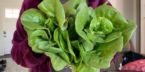 Bibb Lettuce