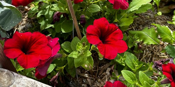 Red petunias growing in the low desert of Arizona.