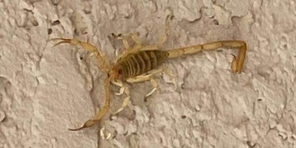 Bark Scorpion