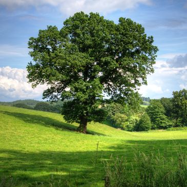 Green pasture with large tree