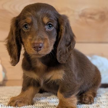 Adorable brown dachshund puppy sitting.