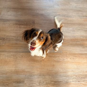 Happy small dog looking up on wooden floor.
