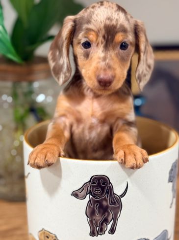 Adorable dachshund puppy in a cup.