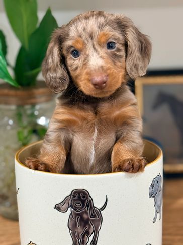 Cute dachshund puppy sitting in a decorated mug.