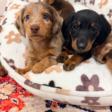 Two adorable puppies lying on a floral blanket.