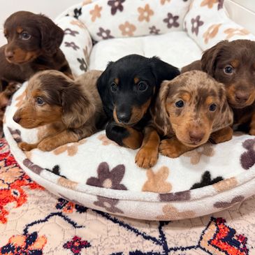 Five adorable dachshund puppies in a cozy bed.