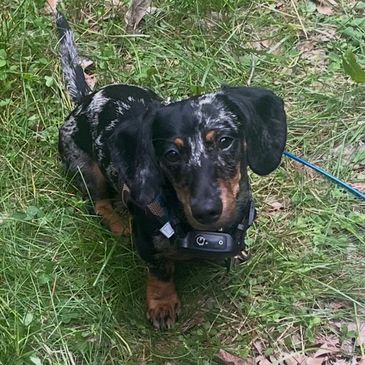 Small black and brown dachshund puppy in grass.