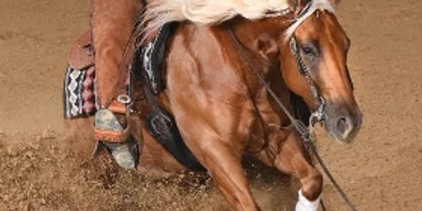 A young stallion, victim of reining. Those eyes do not show happiness! 