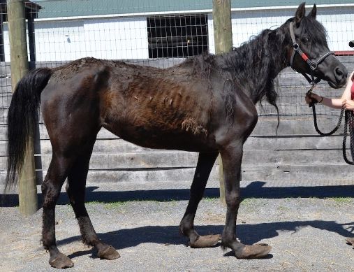 A severely neglected mare with fear in her eyes, unsure of her rescuers, her trust broken.