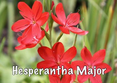 Hesperantha major