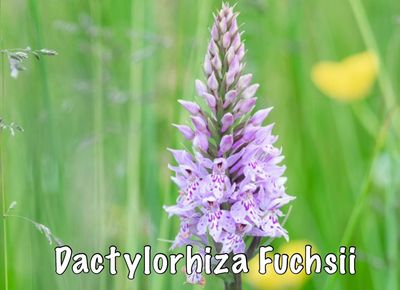 Common spotted orchid
