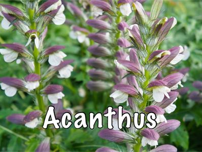 Acanthus plant